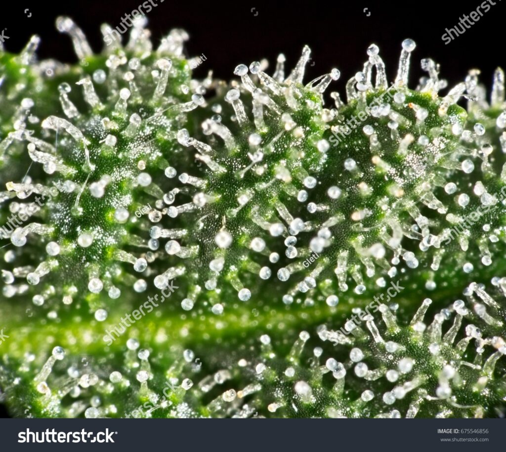 cannabis trichomes