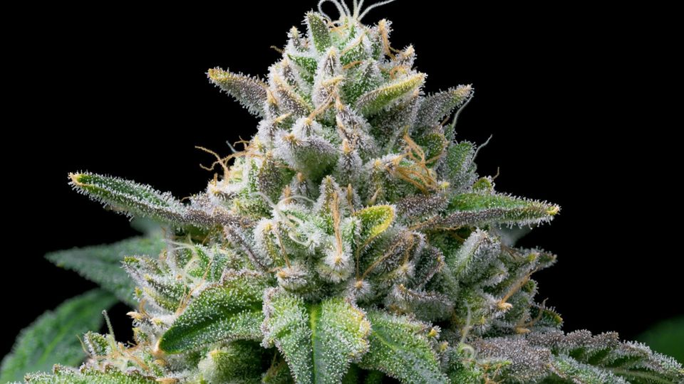 high quality cannabis flower